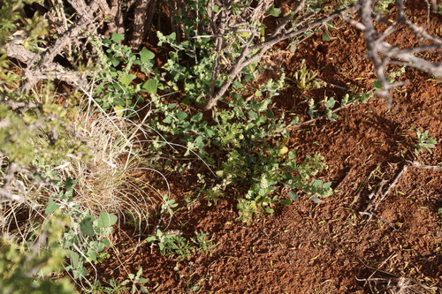 Image of Chenopodium phillipsianum by (c) Tony Rebelo, some rights reserved (CC BY-SA)