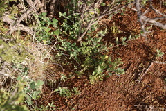 Chenopodium phillipsianum