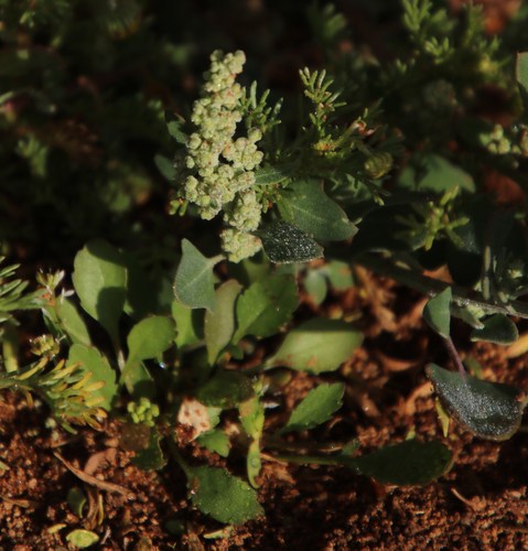 Image of Chenopodium phillipsianum by (c) Tony Rebelo, some rights reserved (CC BY-SA)