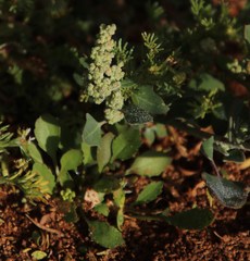 Chenopodium phillipsianum