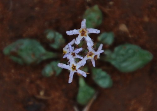 Image of Manulea fragrans by (c) Tony Rebelo, some rights reserved (CC BY-SA)