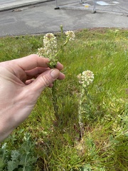Lepidium heterophyllum