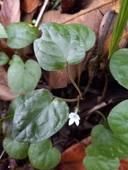Geophila repens