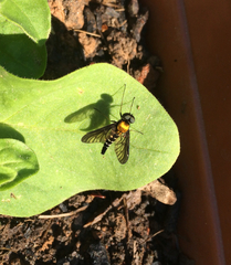 Chrysopilus thoracicus