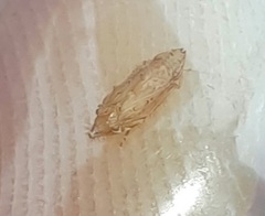 Flexamia