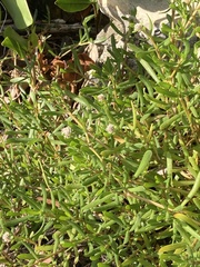 Blutaparon vermiculare