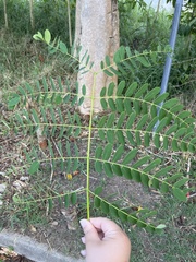 Albizia procera