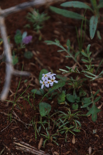 Image of Manulea fragrans by (c) Tony Rebelo, some rights reserved (CC BY-SA)