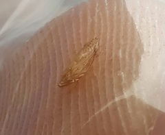 Flexamia