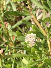 Blutaparon vermiculare