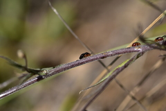 Strongylocoris