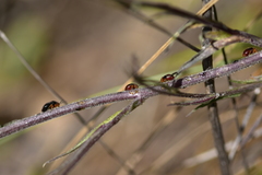 Strongylocoris