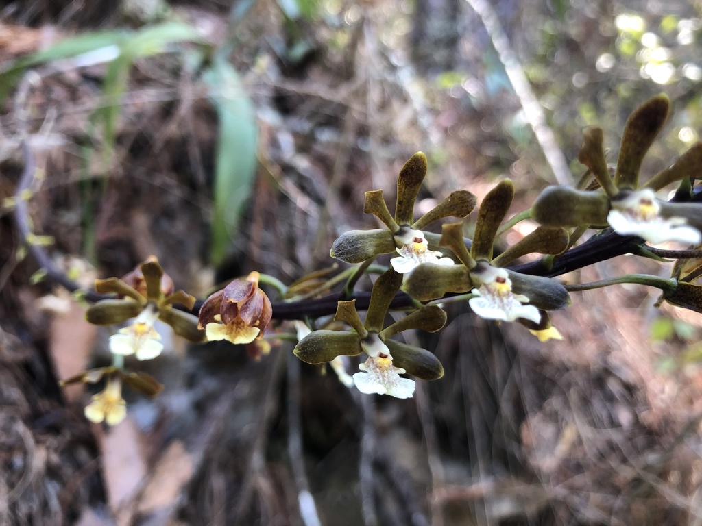 Prosthechea varicosa