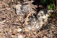 Cophosaurus texanus scitulus