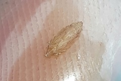 Flexamia