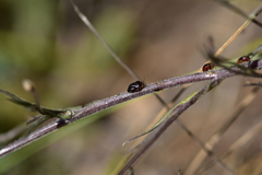 Strongylocoris