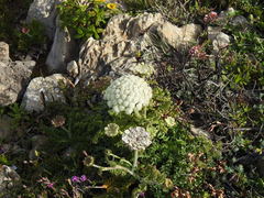 Daucus carota halophilus