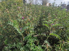 Vicia sativa