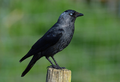Eurasian Jackdaw - Photo (c) Ad Konings, some rights reserved (CC BY-NC), uploaded by Ad Konings
