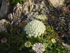 Daucus carota halophilus