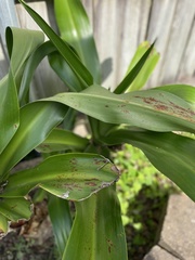 Dieffenbachia longispatha