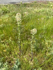 Lepidium heterophyllum