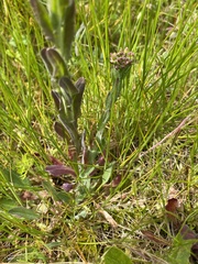 Lepidium heterophyllum