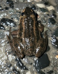 Lithobates virgatipes