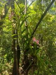 Epidendrum cnemidophorum