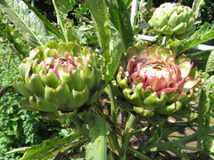 Cynara cardunculus