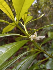 Tabernaemontana citrifolia