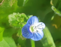 Veronica persica