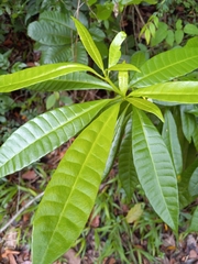 Tabernaemontana citrifolia