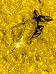 Lethocerus cordofanus