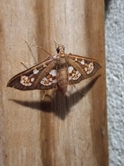 Prenesta fenestrinalis