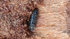 Armadillidium pulchellum