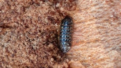 Armadillidium pulchellum