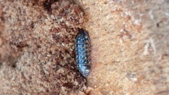 Armadillidium pulchellum