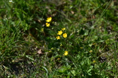 Ranunculus neapolitanus