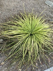 Agave geminiflora