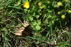 Ranunculus neapolitanus