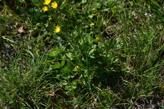 Ranunculus neapolitanus