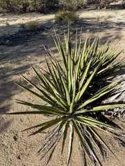 Yucca schidigera