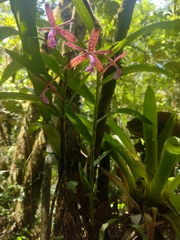 Epidendrum cnemidophorum