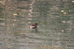 Tachybaptus ruficollis