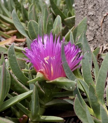 Aizoaceae