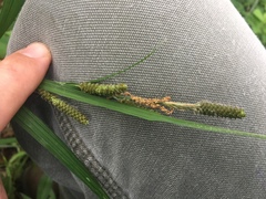 Carex shortiana
