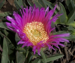 Aizoaceae