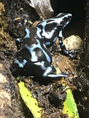 Dendrobates