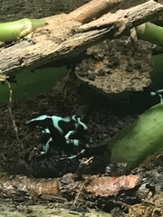 Dendrobates